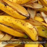 Can banana peels be composted