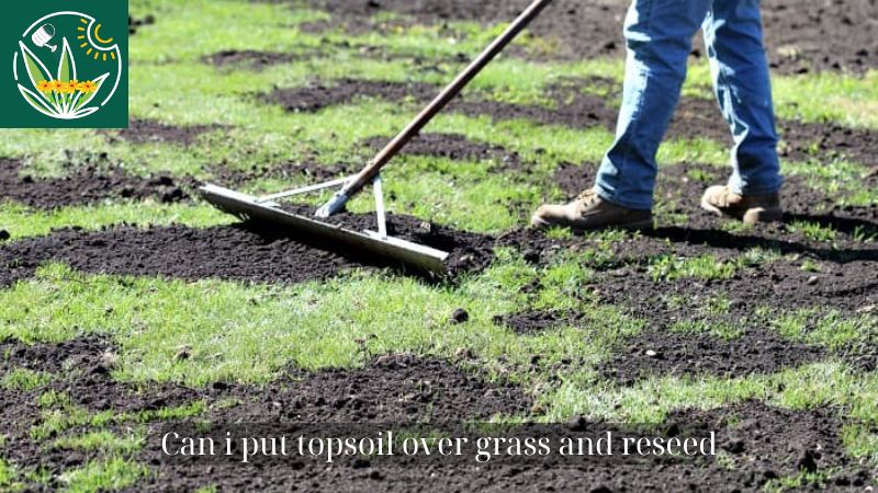 Can i put topsoil over grass and reseed? Understand the basics