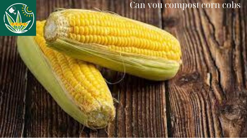 Can you compost corn cobs