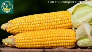 Can you compost corn cobs