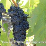 Fertilizer for grape vines