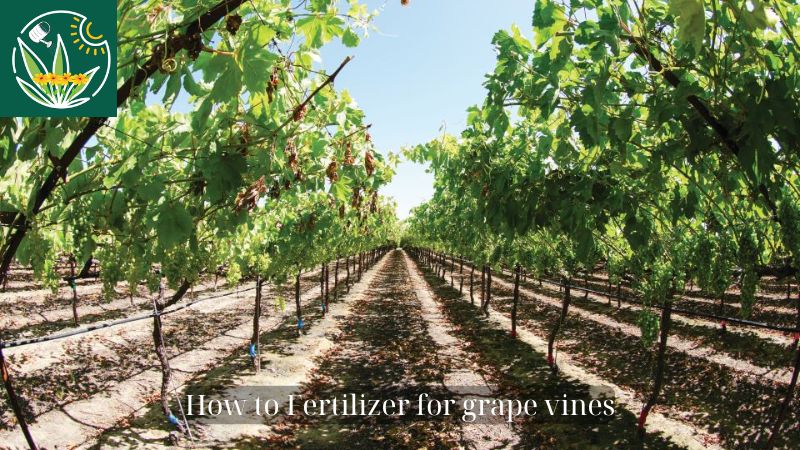 Fertilizer for grape vines