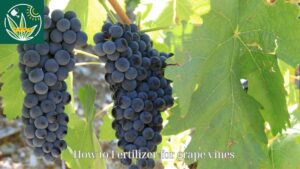 How to Fertilizer for grape vines