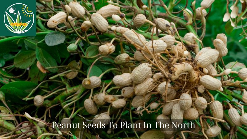 Peanut Seeds To Plant