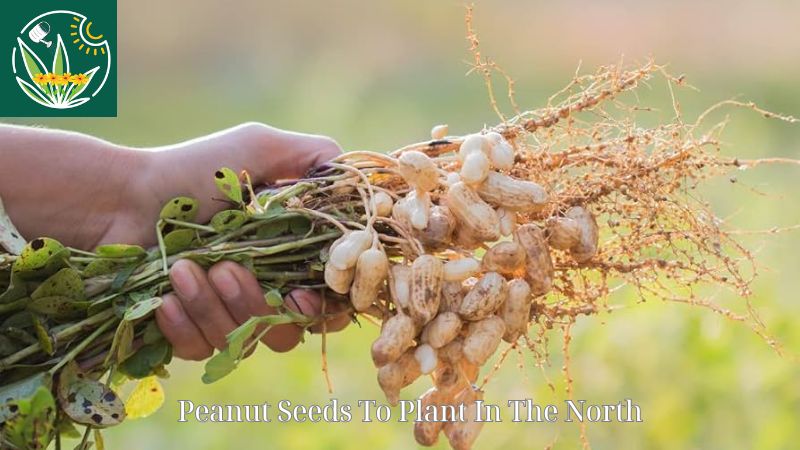 Peanut Seeds To Plant In The North