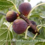 fertilizer for a fig tree