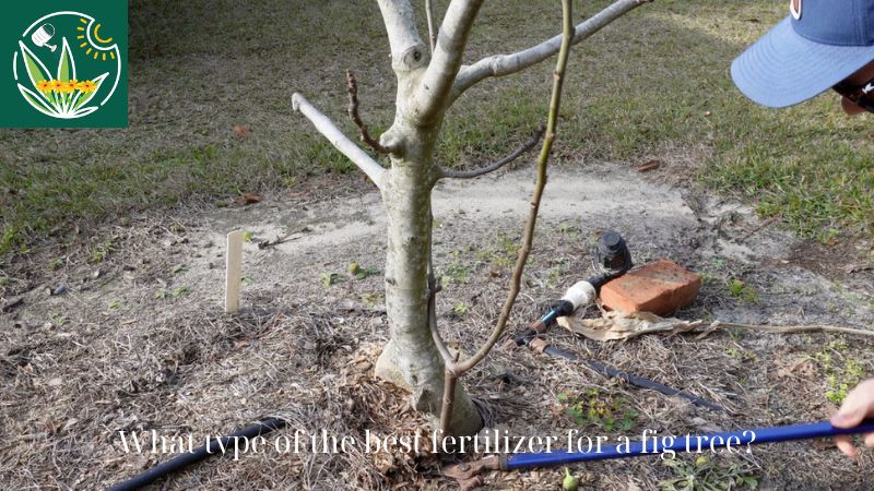 fertilizer for a fig tree