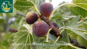 What type of the best fertilizer for a fig tree?