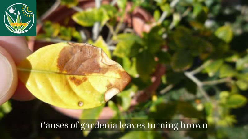 gardenia leaves turning brown