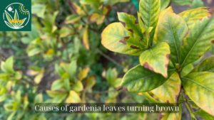 Causes of gardenia leaves turning brown