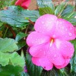 watering impatiens how often