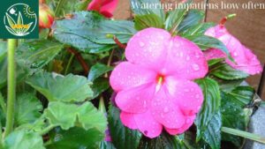 Watering impatiens how often