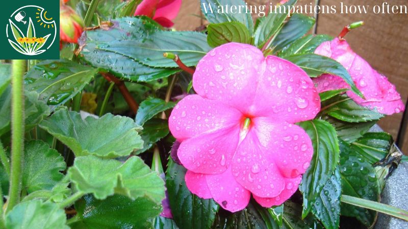 Watering impatiens how often