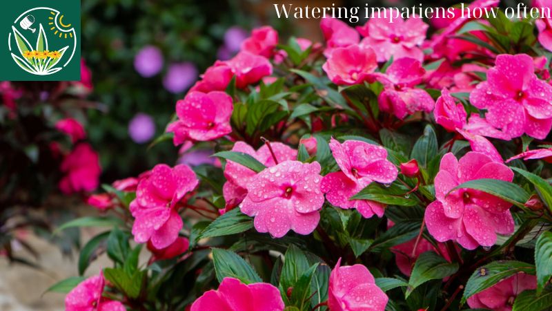 watering impatiens how often