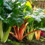 Is swiss chard a perennial