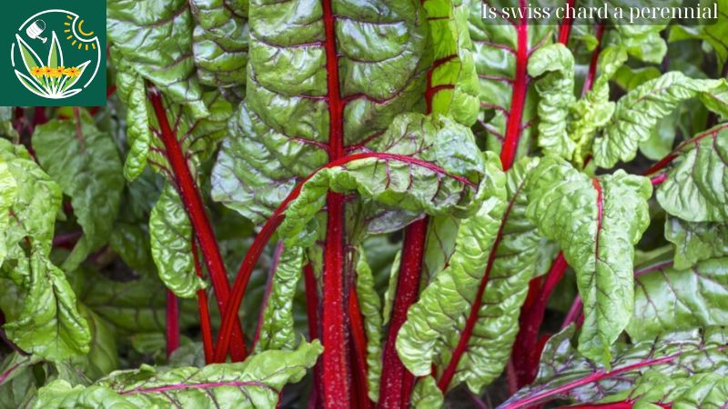 Is swiss chard a perennial