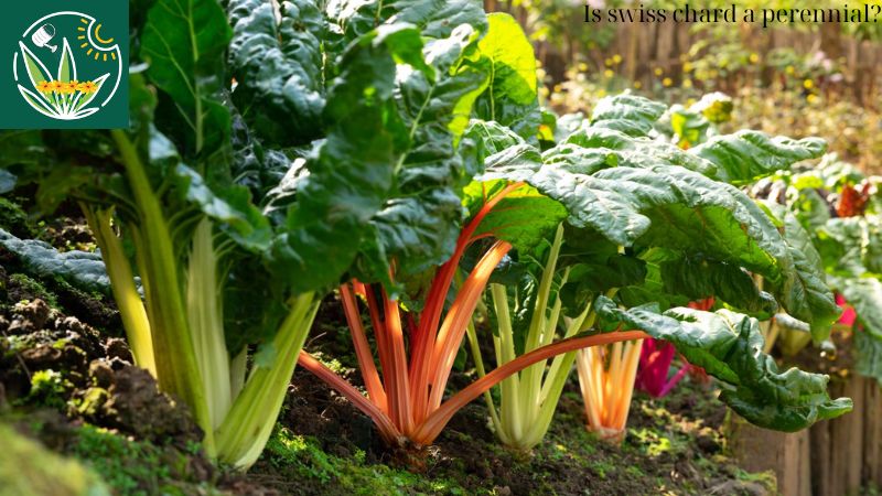 Is swiss chard a perennial?