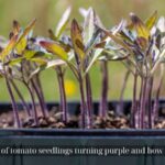 tomato seedlings turning purple