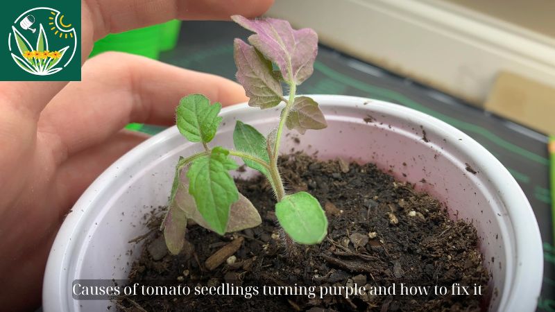 tomato seedlings turning purple