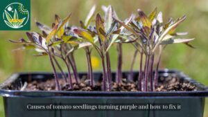 Causes of tomato seedlings turning purple and how to fix it